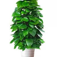 诚智旺 一年生绿萝柱 150-160cm 盆