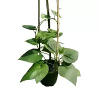 诚智旺 牵牛花 喇叭花/棵