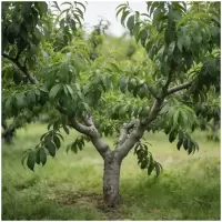 诚智旺 桃树 6公分粗 /棵