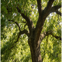 诚智旺 杏树 6公分粗/棵