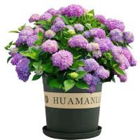 诚智旺 绣球花 XQH-1 /棵