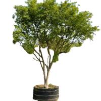 诚智旺 暖树 乔木 NQM-1/棵