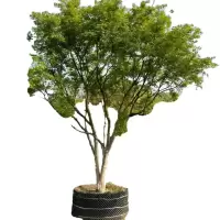 诚智旺 暖树 乔木 NQM-1/棵