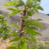 诚智旺 樱桃树 6公分粗/棵