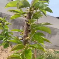 诚智旺 樱桃树 6公分粗/棵