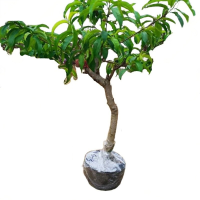 诚智旺 桃树 TS-1/棵