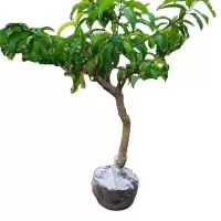 诚智旺 桃树 TS-1/棵