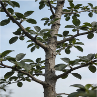 诚智旺 海棠树 6公分粗/棵