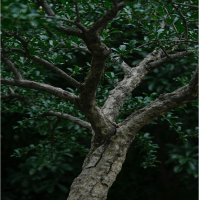 诚智旺 石榴树 4公分粗/棵