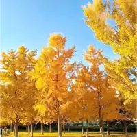 诚智旺 银杏树 6公分粗/棵