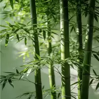 诚智旺 观赏竹子 2cm粗/棵