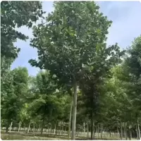 诚智旺 法桐 6公分粗/棵
