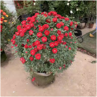 诚智旺 月季 1米高/棵