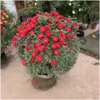 诚智旺 月季 1米高/棵