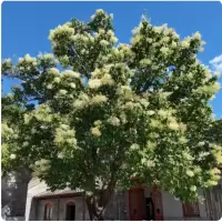 诚智旺 暴马丁香 4公分粗/棵