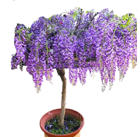 诚智旺 紫藤花 ZTH-1/棵