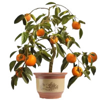 诚智旺 柿子树 直径5公分/棵