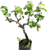 诚智旺 葡萄树 三年生/棵