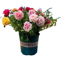 诚智旺 太阳花 杯苗/棵