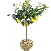 诚智旺 李子树 直径5公分/棵