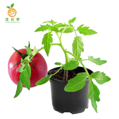 廷豪果 蔬菜苗 蔬菜秧苗 瓜果蔬菜幼苗 蔬菜名称备注 /棵