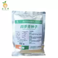 廷豪果 四季青种子 四季青草籽 进口草坪种子 500g/袋