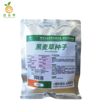 廷豪果 黑麦草种子 黑麦草草籽 草坪草籽 500g/袋