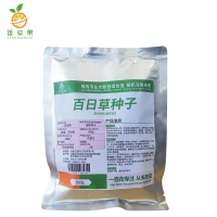 廷豪果 百日草种子 百日菊四季开花 500g/袋