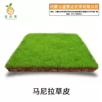 廷豪果 马尼拉草皮 园林绿化草皮 100*100cm /平方米