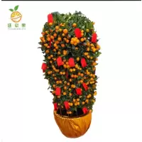 廷豪果 年桔盆栽 宽70cm /盆
