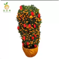 廷豪果 年桔盆栽 宽60cm /盆