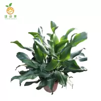 廷豪果 精品螺纹铁 60cm