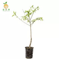 廷豪果 果树树苗 4-5年生(直径4cm) /颗