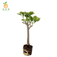 廷豪果 三角梅 1.2m /根