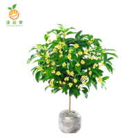 廷豪果 桂花树 1.5-1.8m /根