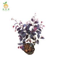 廷豪果 红继木 0.8m /根