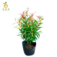 廷豪果 红鳞蒲桃 1.2m /根