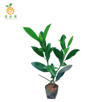 廷豪果 非洲茉莉 1.2m /根
