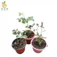廷豪果 月季花 3-5枝 /盆