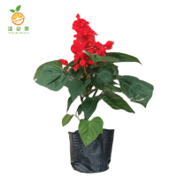 廷豪果 叶串红 一串红 3-5棵带花苞 /盆