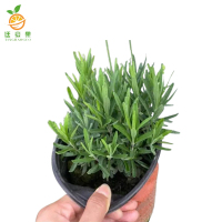 廷豪果 薰衣草 10-30cm /株