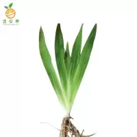 廷豪果 鸢尾 10-30cm /株