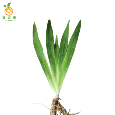 廷豪果 鸢尾 10-30cm /株
