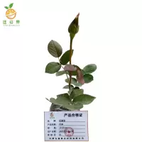 廷豪果 月季 10-30cm /株