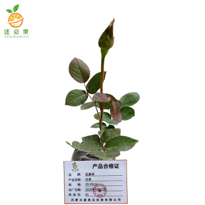 廷豪果 月季 10-30cm /株