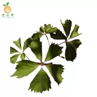 廷豪果 爬山虎 10-30cm /株