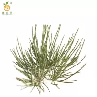 廷豪果 梭梭苗 30cm /棵