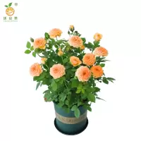 廷豪果 月季 4-6分枝 /棵