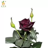 廷豪果 黑玫瑰 4-6分枝 /棵