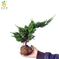 廷豪果 铺地柏 长30-40cm 100棵 /捆